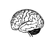 Brain